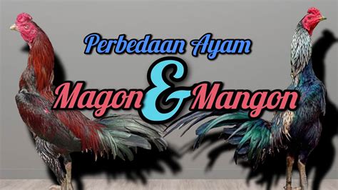 Perbedaan Ayam Mangon Dan Magon
